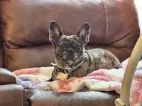 Milly, a female Frenchton for sale in Fairfield, ME – 1 of 1
