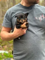 Posey, a female Pomeranian and Miniature Goldendoodle for sale in Fairfield, ME – 3 of 5