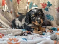Teddy, a male Miniature Dachshund for sale in South China, ME – 6 of 10
