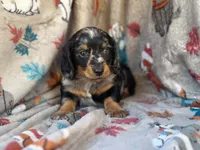Teddy, a male Miniature Dachshund for sale in South China, ME – 2 of 10