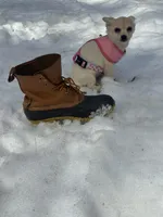 Skye, a female Chiweenie for sale in Winslow, ME – Photo 5 of 6
