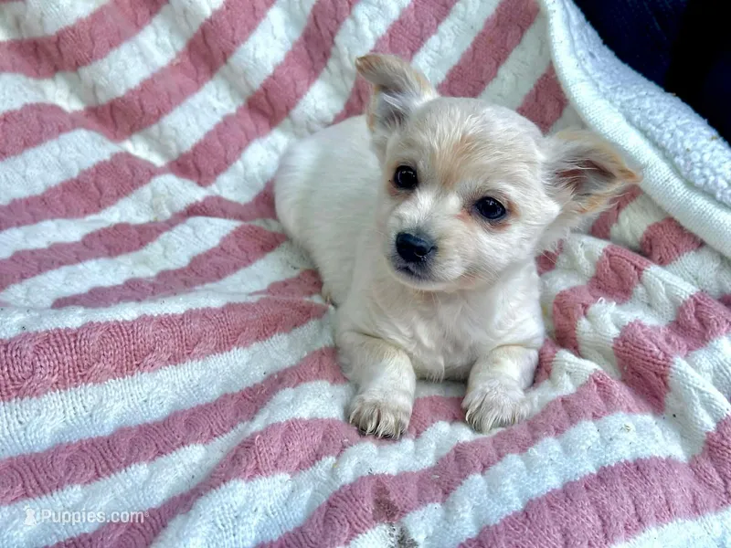 Skye – Chiweenie puppy for sale in Winslow, ME