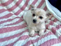 Skye, a female Chiweenie for sale in Winslow, ME – Photo 1 of 6