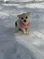 Skye, a female Chiweenie for sale in Winslow, ME – Photo 4 of 6