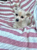 Skye, a female Chiweenie for sale in Winslow, ME – Photo 3 of 6