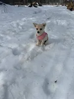 Skye, a female Chiweenie for sale in Winslow, ME – Photo 2 of 6