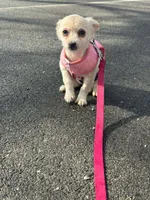 Skye, a female Chiweenie for sale in Winslow, ME – Photo 6 of 6