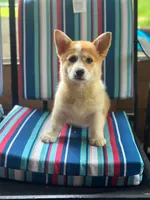 Molly, a female Pembroke Welsh Corgi for sale in South China, ME – 2 of 3