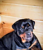 Bear, a male Newfoundland and Rottweiler for sale in Winslow, ME – Photo 8 of 8