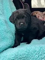 Bear, a male Newfoundland and Rottweiler for sale in Winslow, ME – Photo 2 of 8