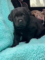 Bear, a male Newfoundland and Rottweiler for sale in Winslow, ME – Photo 5 of 8