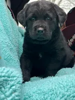 Bear, a male Newfoundland and Rottweiler for sale in Winslow, ME – Photo 4 of 8