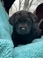 Bear, a male Newfoundland and Rottweiler for sale in Winslow, ME – Photo 3 of 8