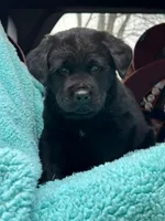 Bear, a male Newfoundland and Rottweiler for sale in Winslow, ME – Photo 1 of 8