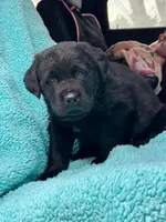 Bear, a male Newfoundland and Rottweiler for sale in Winslow, ME – Photo 6 of 8