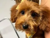 Merle, a male Pomeranian and Miniature Goldendoodle for sale in Fairfield, ME – 5 of 6