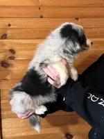 Marley, a female Pembroke Welsh Corgi and Miniature Australian Shepherd for sale in Winslow, ME – Photo 2 of 2