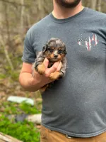 Merle, a male Pomeranian and Miniature Goldendoodle for sale in Fairfield, ME – 4 of 6