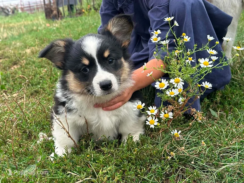 Ty – Pembroke Welsh Corgi puppy for sale in South China, ME