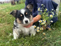 Ty, a male Pembroke Welsh Corgi for sale in South China, ME – 1 of 1