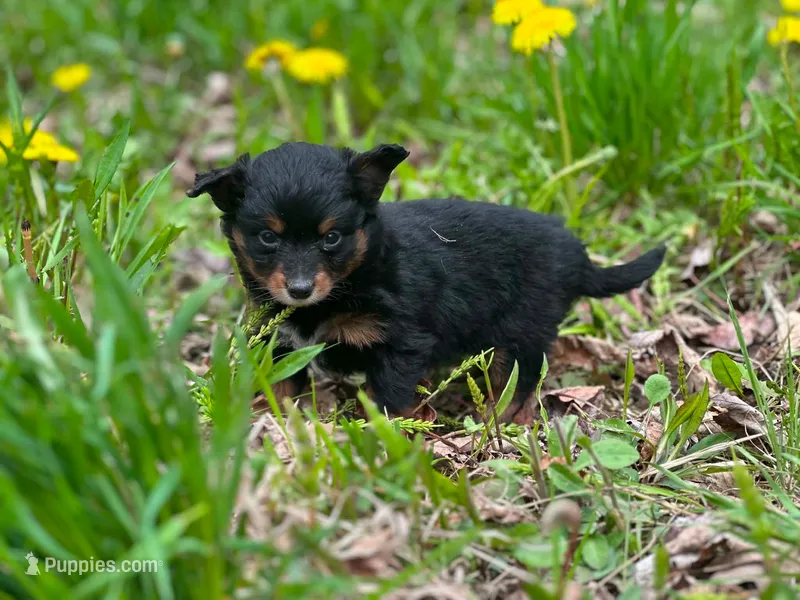 Posey – Pomeranian, Miniature Goldendoodle puppy for sale in Fairfield, ME