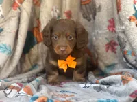 Brownie boy, a male Miniature Dachshund for sale in South China, ME – 4 of 10