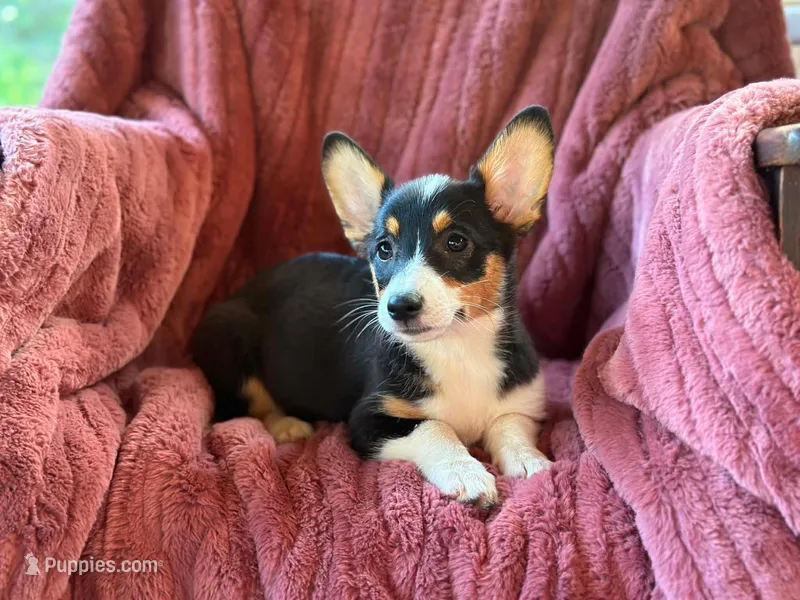 Daisy – Pembroke Welsh Corgi puppy for sale in South China, ME