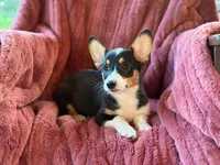 Daisy, a female Pembroke Welsh Corgi for sale in South China, ME – 1 of 1