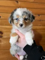 Puppy 1, a female Pembroke Welsh Corgi and Miniature Australian Shepherd for sale in Winslow, ME – Photo 2 of 2