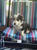 Cowboy, a male Pembroke Welsh Corgi for sale in South China, ME – 2 of 2