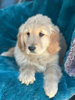 Comet, a male Golden Retriever for sale in Winslow, ME – Photo 1 of 2
