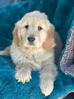 Comet, a male Golden Retriever for sale in Winslow, ME – Photo 2 of 2