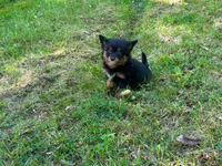 Mini, a female Pomeranian and Miniature Goldendoodle for sale in South China, ME – 2 of 2