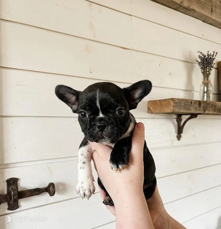 Puppy2 – French Bulldog, Frenchton puppy for sale in Fairfield, ME