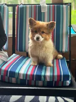 Fluffy, a female Pembroke Welsh Corgi for sale in South China, ME – 2 of 4