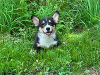 Ruger, a male Pembroke Welsh Corgi for sale in South China, ME – 2 of 2