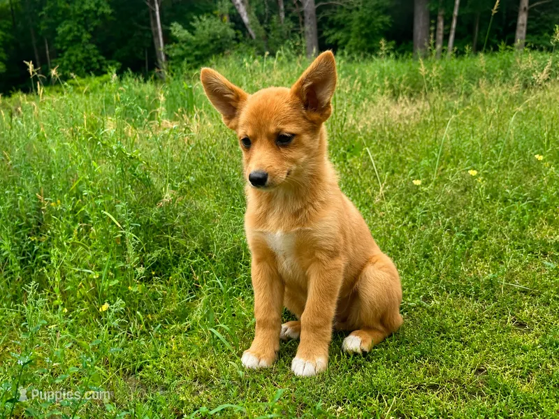 Tanner – Pembroke Welsh Corgi, Pomeranian puppy for sale in South China, ME