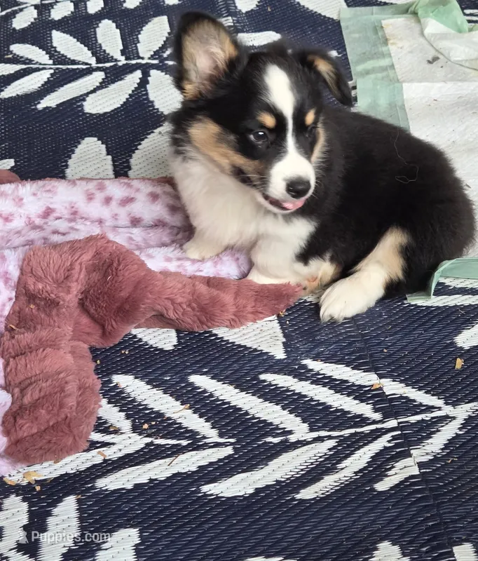 Ty – Pembroke Welsh Corgi puppy for sale in South China, ME