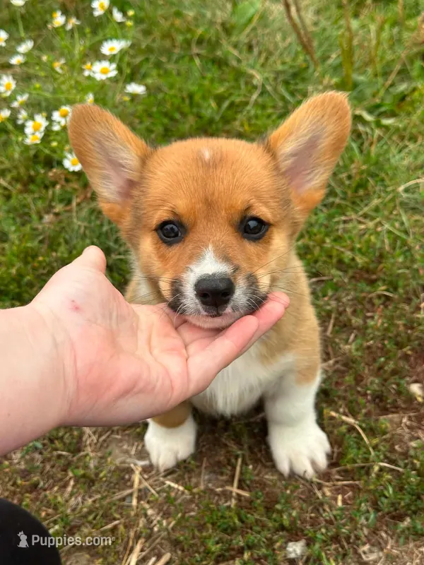 Sam – Pembroke Welsh Corgi puppy for sale in South China, ME