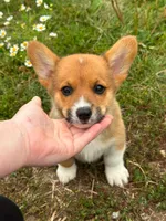 Sam, a male Pembroke Welsh Corgi for sale in South China, ME – 1 of 1