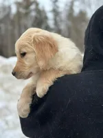 Mya, a female Golden Retriever for sale in Winslow, ME – Photo 3 of 5