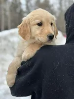 Mya, a female Golden Retriever for sale in Winslow, ME – Photo 5 of 5