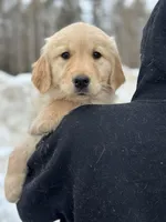 Mya, a female Golden Retriever for sale in Winslow, ME – Photo 4 of 5
