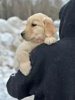 Mya, a female Golden Retriever for sale in Winslow, ME – Photo 2 of 5
