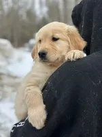 Mya, a female Golden Retriever for sale in Winslow, ME – Photo 1 of 5