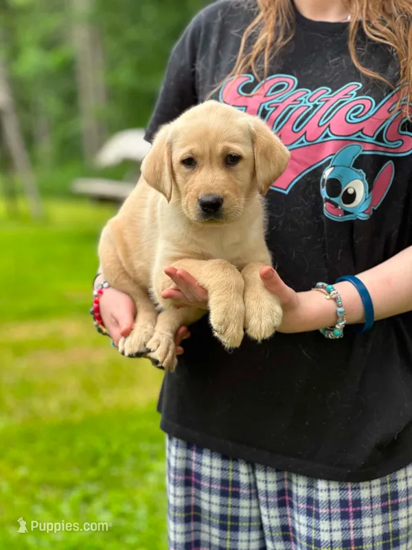Buttercup – Labrador Retriever puppy for sale in South China, ME