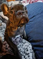 Smudge , a male Frenchton for sale in Fairfield, ME – 1 of 1
