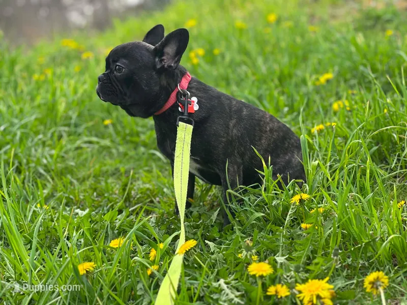 Smudge  – Frenchton puppy for sale in Fairfield, ME