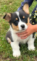 Rambo, a male Pembroke Welsh Corgi for sale in South China, ME – 1 of 2