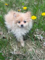 Teddy, a male Chihuahua and Pomeranian for sale in Fairfield, ME – 4 of 8